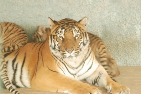 Konya'nın Bengal kaplanı, ikinci kez dördüz doğurdu