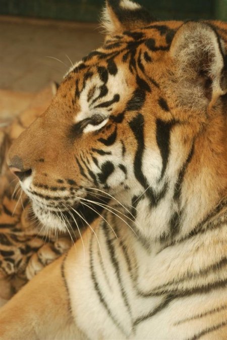 Konya'nın Bengal kaplanı, ikinci kez dördüz doğurdu