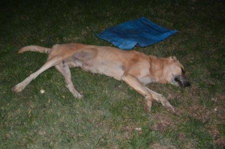 Köpeğe çarpmak istemedi, kendi canından oldu