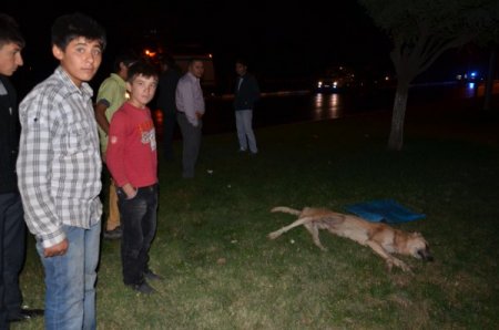 Köpeğe çarpmak istemedi, kendi canından oldu