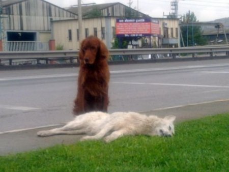 Köpeğin Vefası Görenleri Şaşırttı