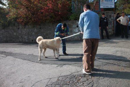 Köpeğini gezdiren kadın başka bir köpeğin saldırısına uğradı, silahlar çekildi