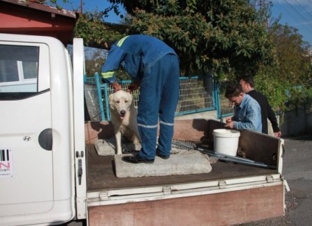 Köpeğini gezdiren kadın başka bir köpeğin saldırısına uğradı, silahlar çekildi