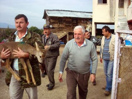 Köpeklerin Yaraladığı Karaca Yavrusu Telef Oldu