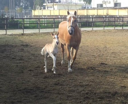 Kordon’un yeni misafirleri İmbat ve Meltem