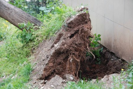 Körfezde fırtına ağaçları söktü