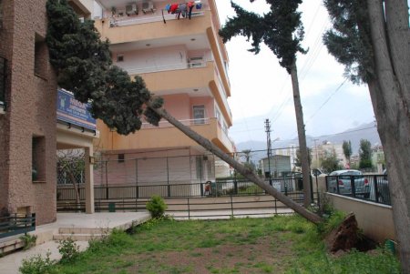 Körfezde fırtına ağaçları söktü