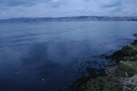 Körfez'deki Kirlilik Halkı Tedirgin Etti