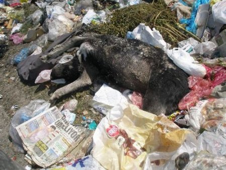 Körfezdeki Köpek Ölümleri Dernekleri Harekete Geçirdi