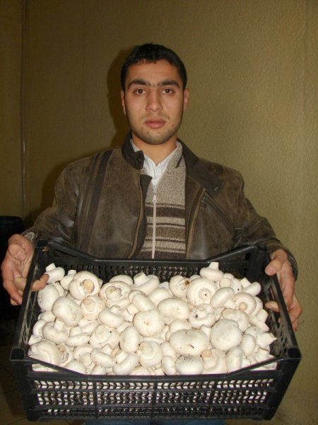 Korkuteli Mantarda Hollanda Gibi Marka Değeri Oluşturacak