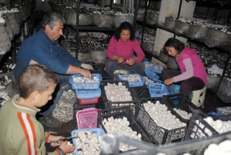 Korkuteli Mantarda Hollanda Gibi Marka Değeri Oluşturacak