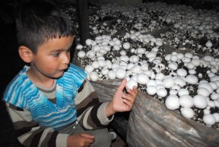 Korkuteli Mantarda Hollanda Gibi Marka Değeri Oluşturacak
