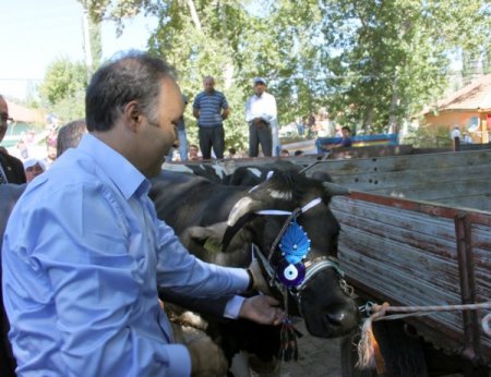 Korkuteli’nde köylüye 174 gebe düve dağıtıldı