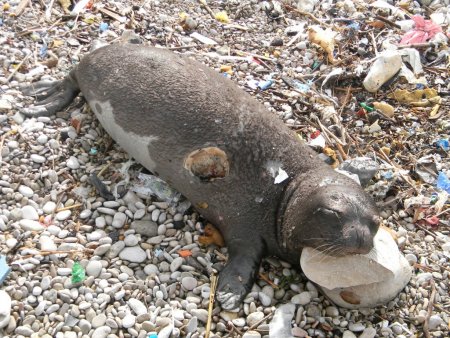 Koruma altındaki Akdeniz foku avlanırken görüntülendi