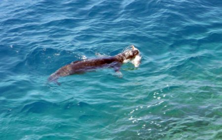Koruma altındaki Akdeniz foku avlanırken görüntülendi
