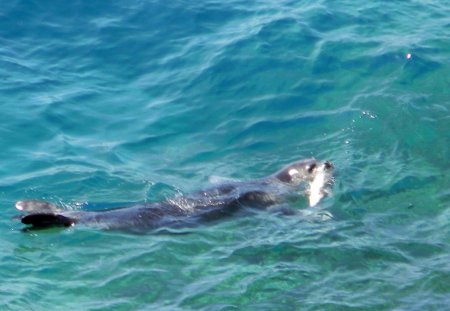 Koruma altındaki Akdeniz foku avlanırken görüntülendi