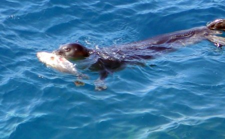 Koruma altındaki Akdeniz foku avlanırken görüntülendi