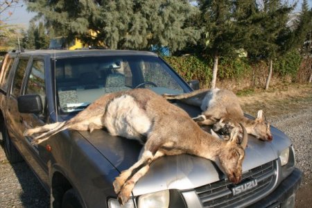 Koruma altındaki dağ keçisini avlayan avcıya, 3 bin 17 lira para cezası verildi