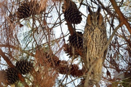 Köşk'ün objektifinden özel kareler
