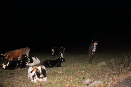 Köy halkı sabaha kadar tüfekle çakal ve kurt nöbeti tuttu