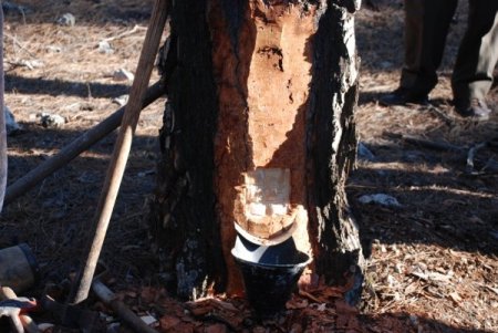 Köylerde Reçine Ormanı Oluşturulacak