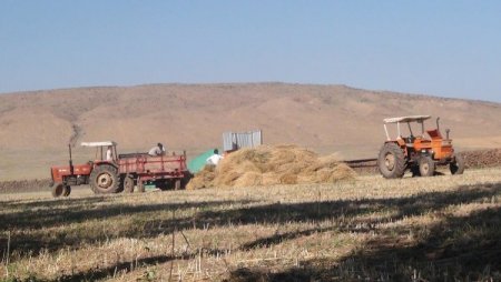 Köylüler Ramazan'da Hasada Devam Ediyor