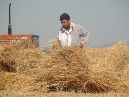 Köylüler Ramazan'da Hasada Devam Ediyor