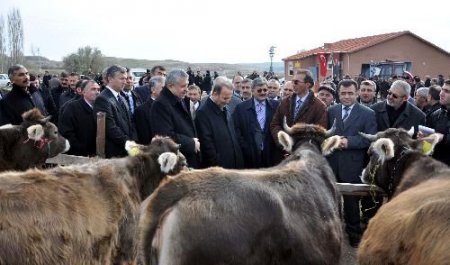 Köylülere 300 Gebe Düve Dağıtıldı
