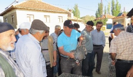 Köylülere keneyle mücadele için 500 beç tavuğu dağıtıldı