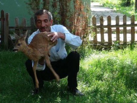 Köylülerin Köpeklerden Kurtardığı Karaca İlgi Odağı Oldu