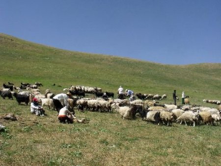 Koyun Kırpma Şenliği, Yüksekova'ya Terörü Unutturdu