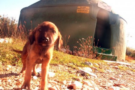 Köyündeki türbeyi restore ettirmek isteyen iş adamı, bürokrasiyi aşamıyor
