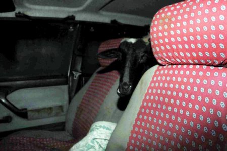 Koyunlar, taksiyle çalınırken hırsızlar yakalandı