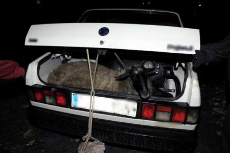 Koyunlar, taksiyle çalınırken hırsızlar yakalandı