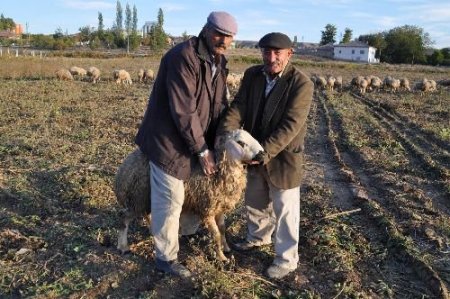 Koyunlar Pancar Tarlalarında Beslenerek Kurbana Hazırlanıyor