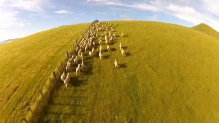 Koyunlarını insansız hava aracı ile güdüyor