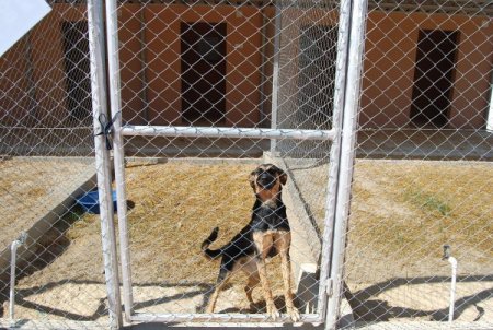 Kozan Belediyesi sokak hayvanları için beslenme üniteleri kurdu
