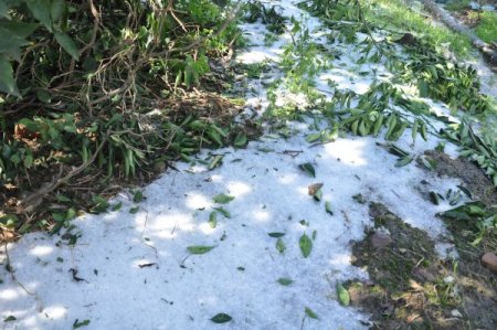 Kozan’da etkili olan dolu ekili alanlara zarara yolaçtı