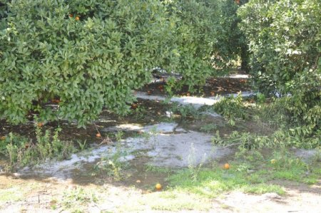 Kozan’da etkili olan dolu ekili alanlara zarara yolaçtı