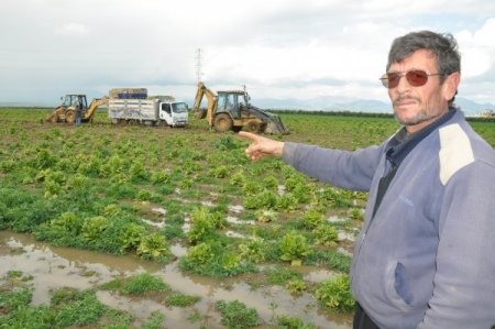 Kozan’da etkili olan dolu ekili alanlara zarara yolaçtı