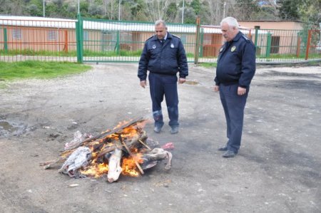 Kozan'da hastalıklı olduğu anlaşılan 42 et imha edildi