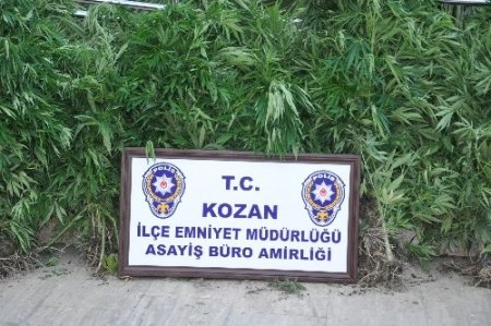 Kozan’da Hint keneviri operasyonu