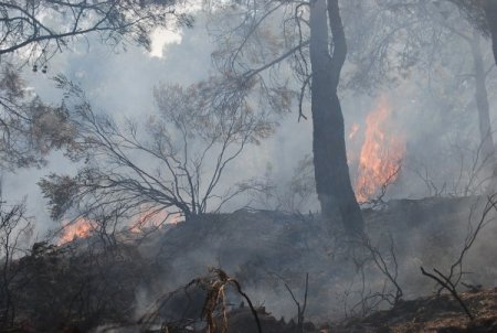 Kozan'da Orman Yangını