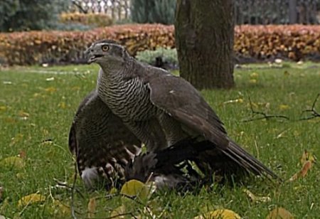 Kremlin'i Kargalardan Şahinler Koruyor