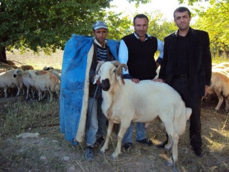 Küçükbaş hayvancılıkta koç katım dönemi başladı