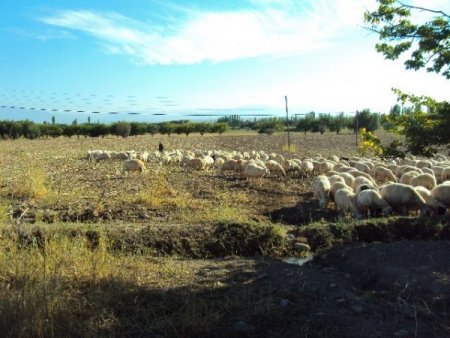 Küçükbaş hayvancılıkta koç katım dönemi başladı