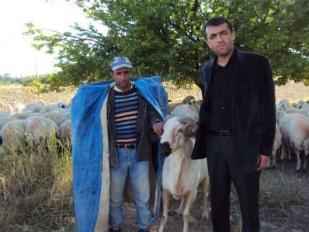 Küçükbaş hayvancılıkta koç katım dönemi başladı