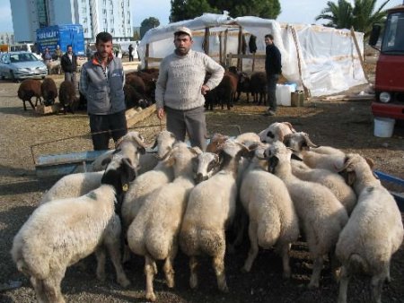 Küçükbaş Kurbanlıklar Elde Kaldı, Fiyatlar Yüzde 50 Düştü