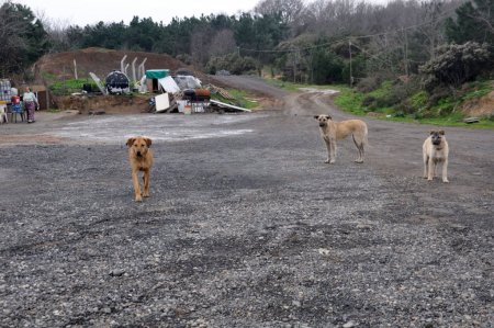 Kuduz vakası görülen köy karantinaya alındı