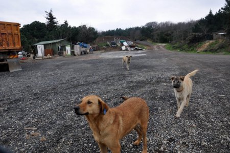 Kuduz vakası görülen köy karantinaya alındı
